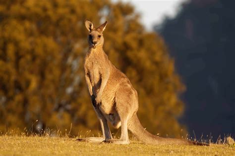 1 day ago · The kangaroo is a marsupial from the 
