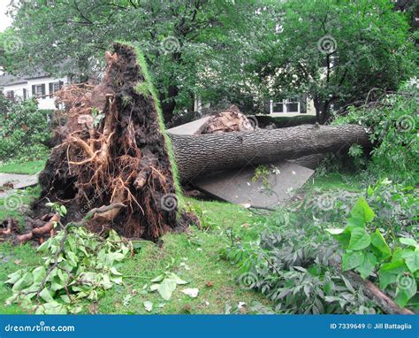 A large evergreen was partially uprooted in a storm. Can I …