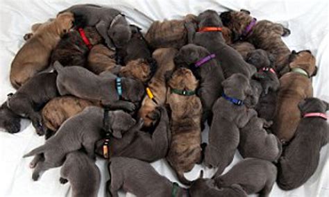 A larger first litter is still possible, of course, but it is unlikely