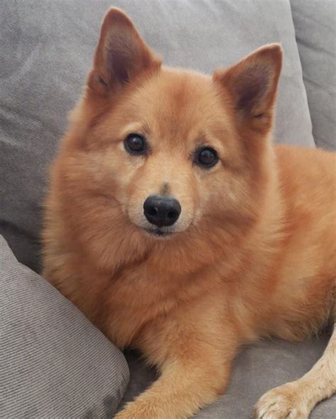 A little about the Finnish Spitz Society…