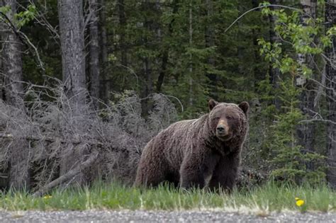 A look at how to avoid a bear encounter after fatal attack in Banff National Park