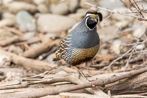 A look at the California quail, our state bird