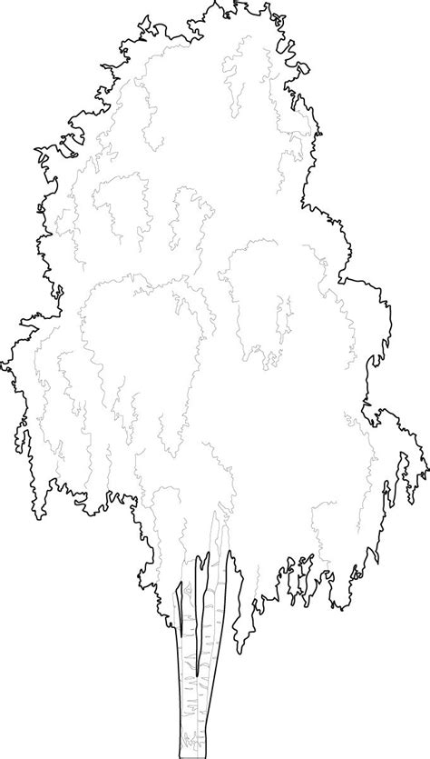 A lush birch dwg cad vector to freshen up any project cad trees