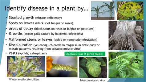 A manual of assessment keys for plant diseases. - Big mouth ugly girl study guide answers.