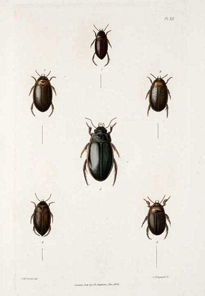 A manual of british coleoptera or beetles by james francis stephens. - Gm 1927 global supplier quality manual.