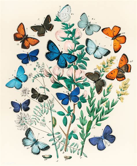 A manual of european butterflies by william forsell kirby. - Projeto retornoavaliação do impacto do treinamento, no exterior.
