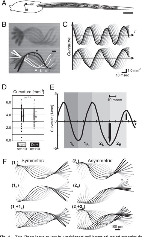 A mechanism for graded motor control encoded in …