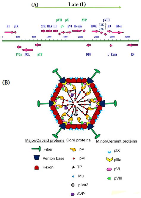 A mosaic adenovirus possessing serotype pdf