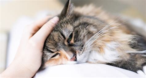 A mystery illness is spreading in dogs. Can your cat catch it, too?