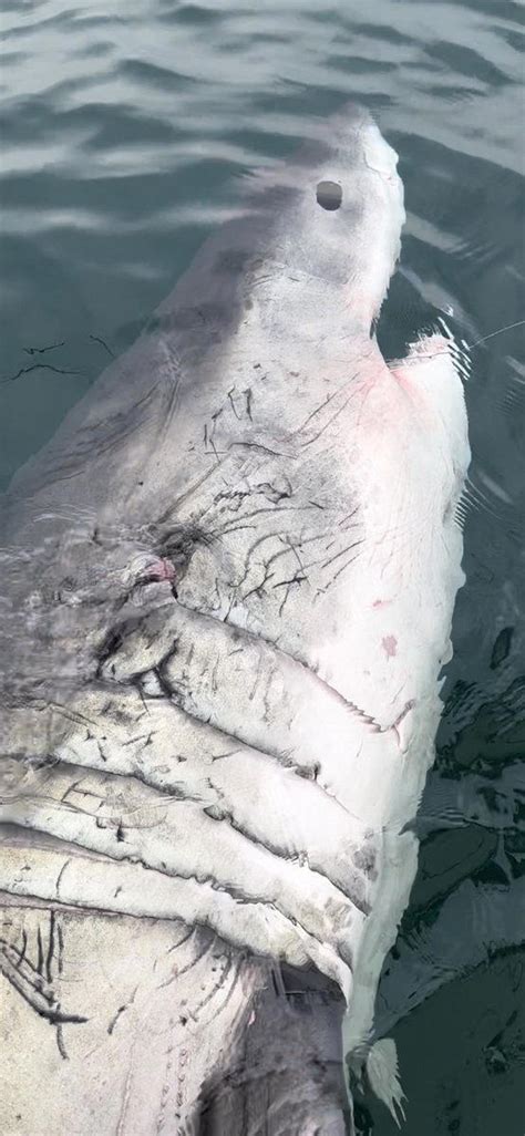 A nearly 3,000-pound ‘giant’ shark was tagged by a Cape Cod researcher: ‘We hit the lottery’
