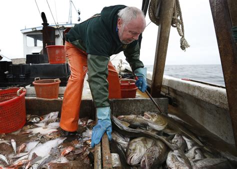 A net negative: Haddock, a staple Atlantic fish, is in decline off New England, regulators say