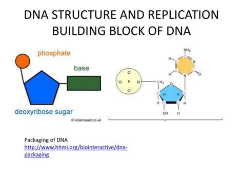 A new building block for DNA network formation by self …