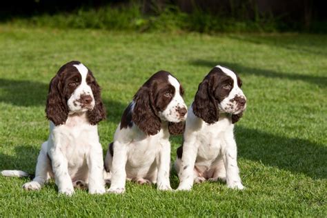 A new owners guide to english springer spaniels. - Honda tg50m gyro s service repair manual 1985 1986.
