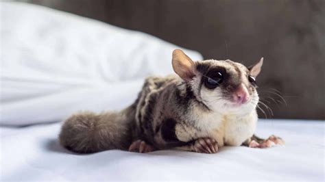 A new owners guide to sugar gliders. - Guide to the deposit of microorganisms under the budapest treaty.
