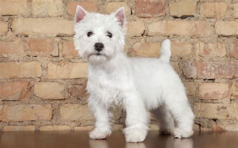 A new owners guide to west highland white terrier. - Handbook of commerce and industry in nigeria.