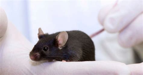 A new scale for arthritis mouse model Noldus