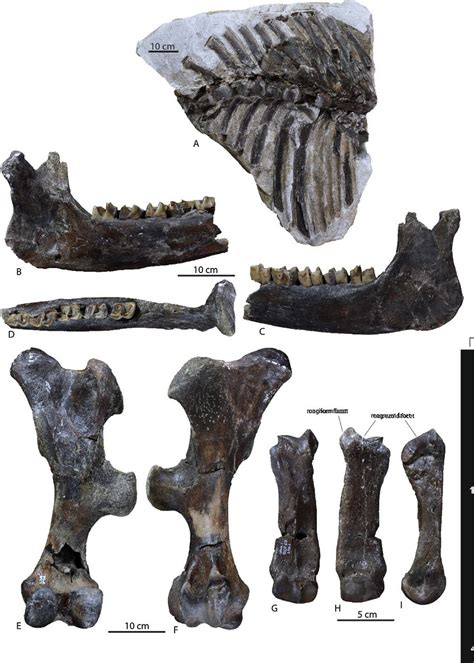 A new species of rhinoceros from the site of Bethlehem: ‘Dihoplus ...