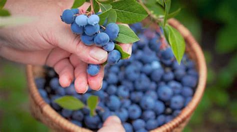 A new study explains why women should include blueberry in their …