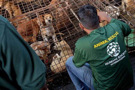 A notorious Indonesian animal market has ended its brutal dog and cat meat trade, campaigners say