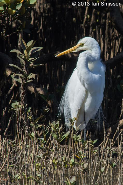 A passion for birds...: Egret in the mangroves - Blogger