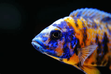 A popular guide to tropical cichlids. - Gina wilson all things algebra 2015 answer key.