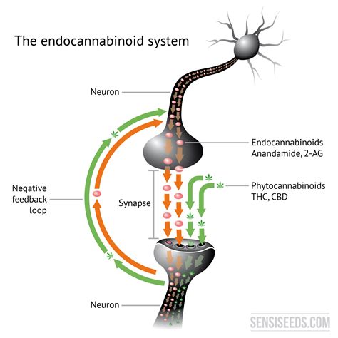 A possible role for the endocannabinoid system in the