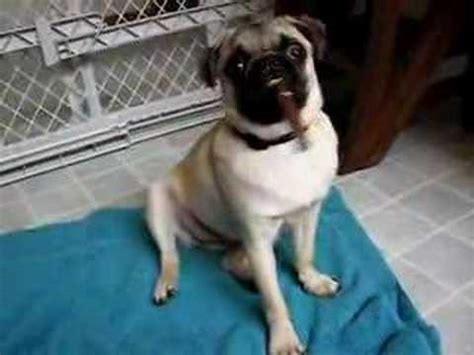 A pug and his cigar - YouTube