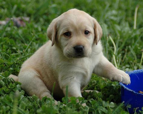 A puppy. Puppy Culture, for PUPPY OWNERS -and- BREEDERS THE POWERFUL FIRST 12 WEEKS That Can Shape Your Puppy's Future. From transporting your puppy home through crate and house training, this course will give you a solid plan for bringing a new puppy 
