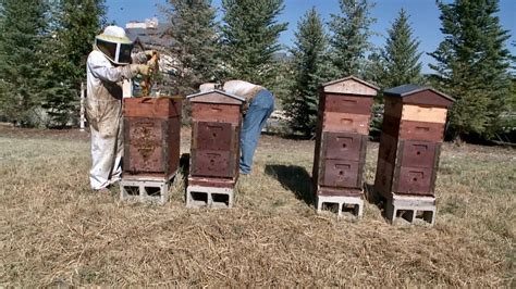 A quarter-million bees call the Gaylord Rockies Resort home