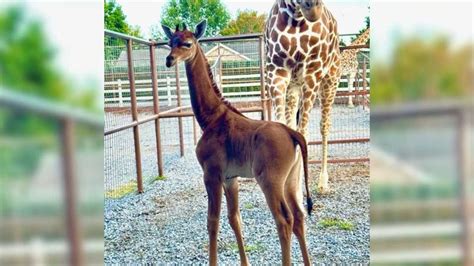A rare baby giraffe was born without spots, a Tennessee zoo says