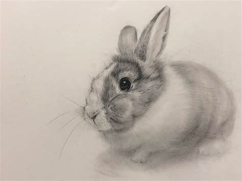 A realistic pencil drawing from an animal photo Upwork