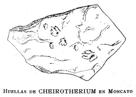 A reappraisal of the Middle Triassic chirotheriid - PeerJ