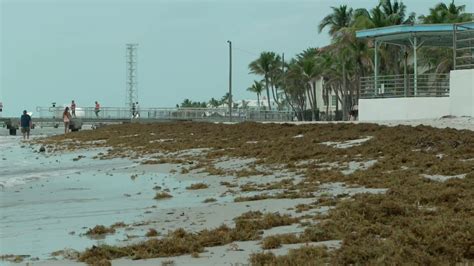 A record-breaking blob of smelly seaweed is arriving in Key West — and tourists aren’t happy about it