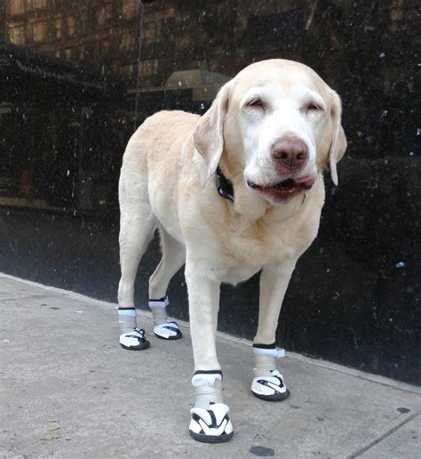 A rescue dog without paws is getting boots for Christmas