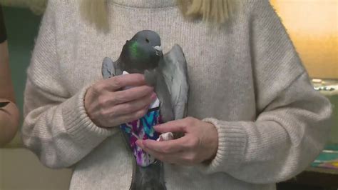 A rescue group for pigeons — yes, pigeons