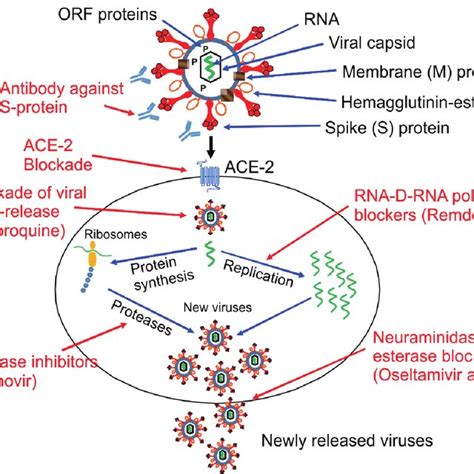 A review: Mechanism of action of antiviral drugs - SAGE Journals