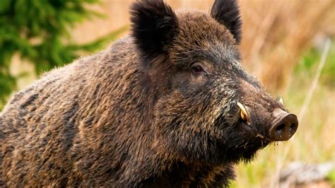 A review of viral diseases of the European wild boar