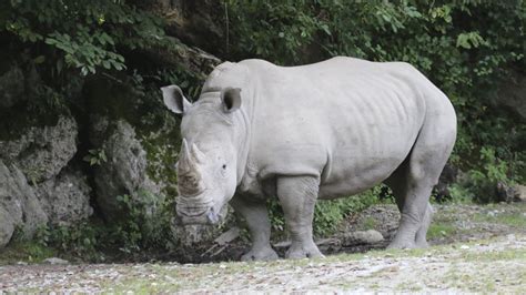 A rhino at an Austrian zoo kills a zookeeper and seriously injures her husband
