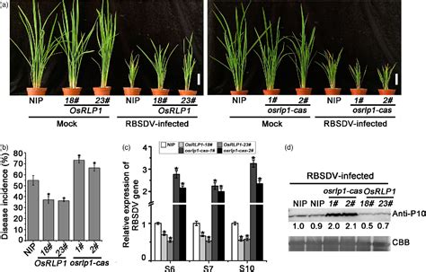 A rice LRR receptor-like protein associates with its adaptor kinase ...