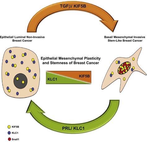 A role for kinesin-1 subunits KIF5B/KLC1 in regulating epithelial ...