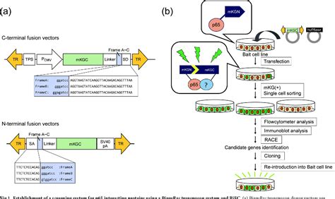 A screening system for identifying interacting proteins using