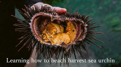 A sea urchin (uni) beach harvesting adventure - YouTube