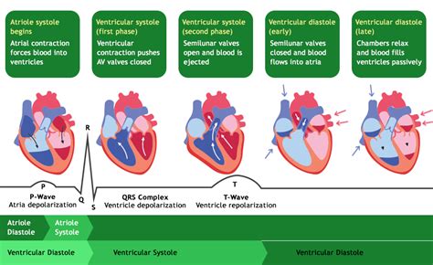 A sequence or pattern such as the heartbeat or breathing.  When you have ...