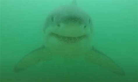 A shark barrier along Cape Cod was reportedly successful in deterring great white sharks