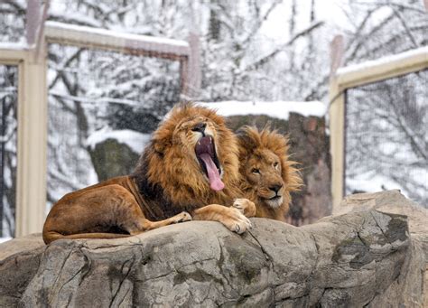 A sick lion at Franklin Park Zoo needs surgery. His brother’s blood may help