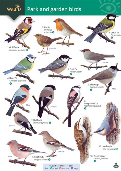 A simple guide to bird ID in Scotland - Scottish Nature Notes