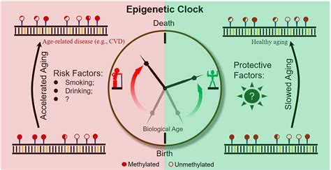 A simpler explanation of the Horvath Epigenetic clock