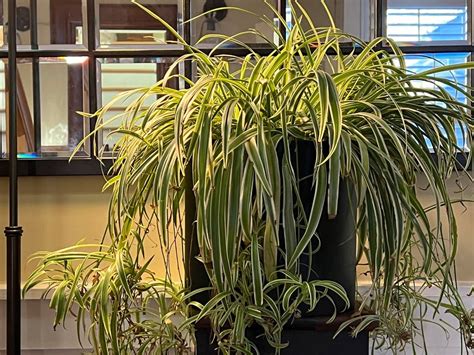 A slow transition to winter keeps houseplants healthy