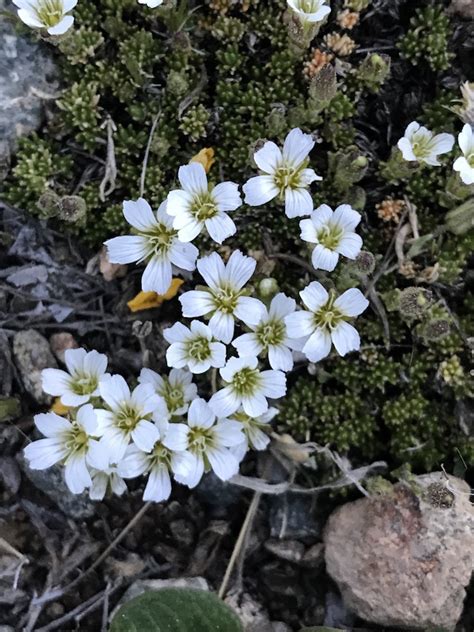 A small alpine flowering plant with white woolly oblong leaves