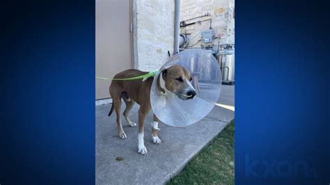 A snail causes an Austin woman's dog to become severely ill, racks up thousands in vet bills